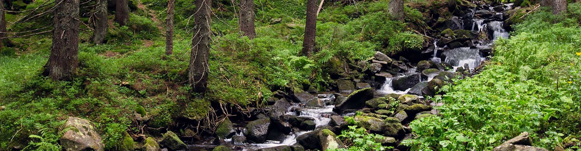 Fauna wodna potoków karpackich - cenne gatunki i zespoły. Przewodnik terenowy (2015)