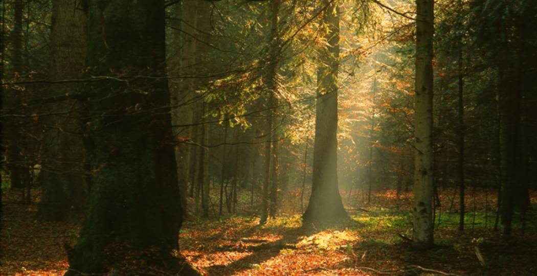 Podkarpackie w rytmie natury