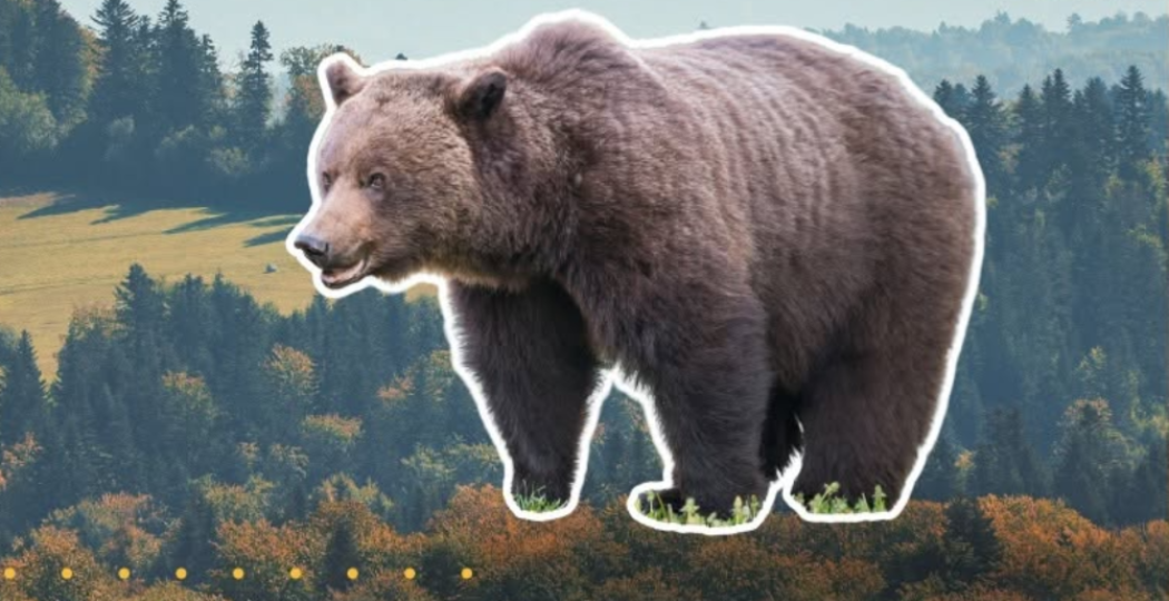 Gdy niedźwiedź staje się kryzysem – szkolenie dla branży turystycznej